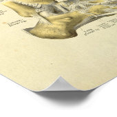 Fußknöchelanatomie Knochen drucken Poster (Ecke)