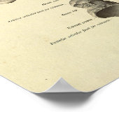 Fußknöchelanatomie Knochen drucken Poster (Ecke)