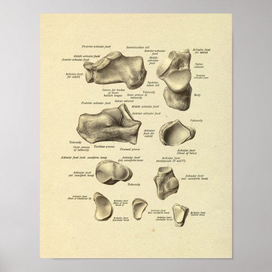 Fußknöchelanatomie Tarsal Knochen drucken Poster (Vorne)