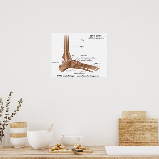Fußknochen, beschriftet. poster (Küche)