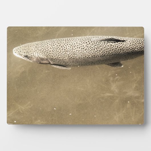 Fußstapfen Fotoplatte (Vorderseite)