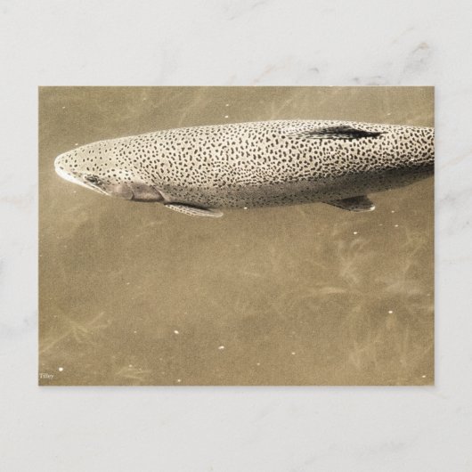 Fußstapfen Postkarte (Vorderseite)