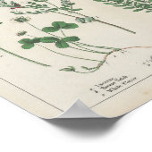 Futter- oder FeldPflanze | Charlotte Mary Yonge Poster (Ecke)