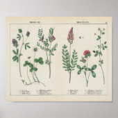 Futter- oder FeldPflanze | Charlotte Mary Yonge Poster (Vorne)