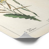 Futter- oder FeldPflanze | Charlotte Mary Yonge Poster (Ecke)