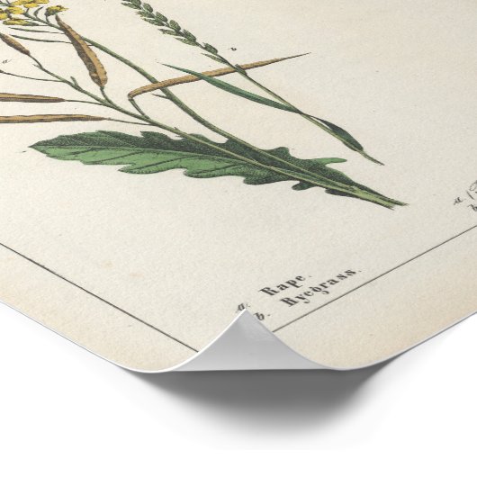 Futter- oder FeldPflanze | Charlotte Mary Yonge Poster (Ecke)