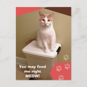 Füttere mich sofort! Lustige Katze Postkarte