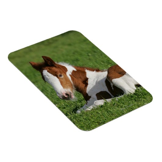 Fütterhaltung im Gras Magnet (Rechte Seite)