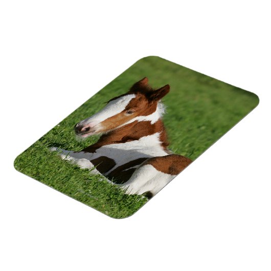 Fütterhaltung im Gras Magnet (Linke Seite)