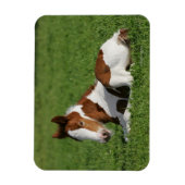 Fütterhaltung im Gras Magnet (Vertikal)