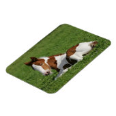 Fütterhaltung im Gras Magnet (Linke Seite)