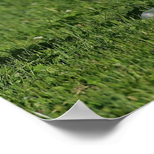 Fütterhaltung im Gras Poster (Ecke)