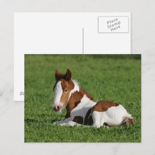 Fütterhaltung im Gras Postkarte (Vorne/Hinten)