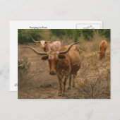 Futtermittel für Lebensmittel Postkarte (Vorne/Hinten)