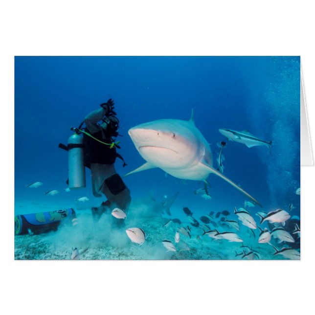 Füttern des Stiers (Vorderseite (Horizontal))