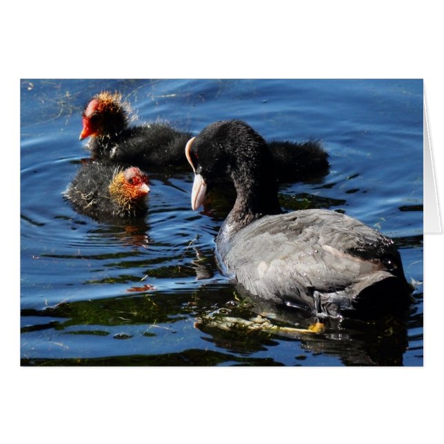 Fütternd Babys (Vorderseite (Horizontal))