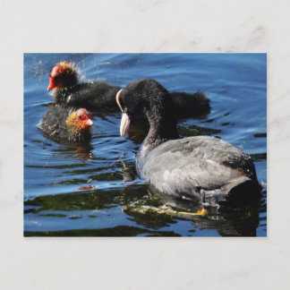 Fütternd Babys Postkarte