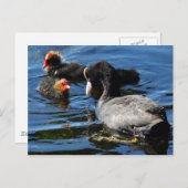 Fütternd Babys Postkarte (Vorne/Hinten)