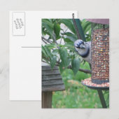 Fütternd blaue Jay Postkarte (Vorne/Hinten)