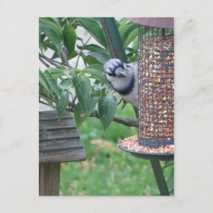 Fütternd blaue Jay Postkarte