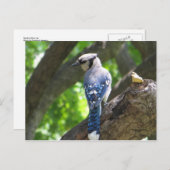 Fütternd blaue Jay Postkarte (Vorne/Hinten)