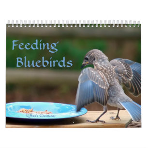 Fütternd Bluebirds Kalender