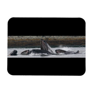 Fütternd Buckelwale Magnet