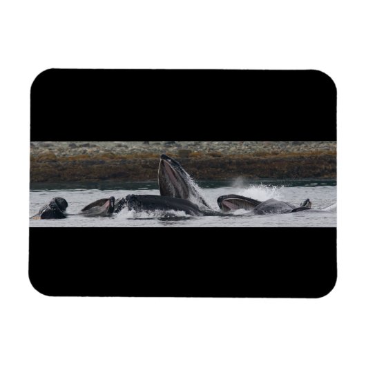 Fütternd Buckelwale Magnet (Horizontal)
