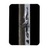 Fütternd Buckelwale Magnet (Vertikal)