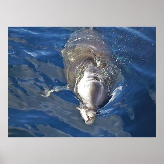 Fütternd Dolphin Poster (Vorne)