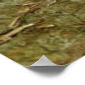 Fütternd Ducks Poster (Ecke)