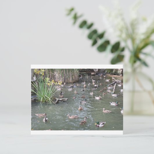 Fütternd Enten Postkarte (Stehend Vorderseite)