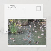 Fütternd Enten Postkarte (Vorne/Hinten)
