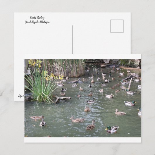Fütternd Enten Postkarte (Vorne/Hinten)