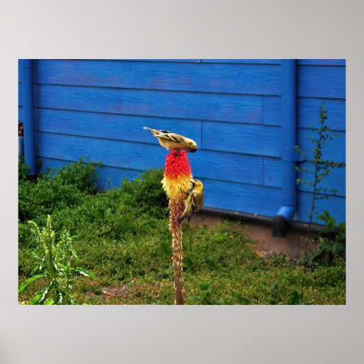 Fütternd Finken Poster (Vorne)