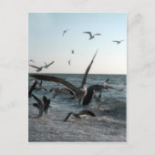 Fütternd Frenzy Postcard Postkarte (Vorderseite)