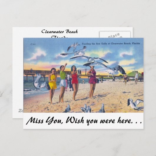 Fütternd Gulls, Clearwater Beach, Florida Postkarte (Vorne/Hinten)