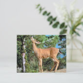 Fütternd Hirsch Postkarte (Stehend Vorderseite)