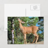 Fütternd Hirsch Postkarte (Vorne/Hinten)