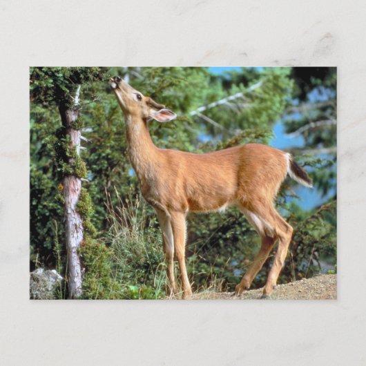 Fütternd Hirsch Postkarte (Vorderseite)