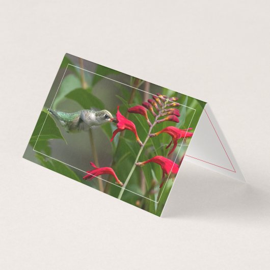 Fütternd Hummingvogel bei roter Krekosmie (Vorderseite)