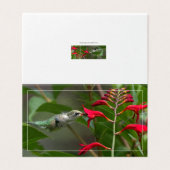 Fütternd Hummingvogel bei roter Krekosmie (Außenseite Aufgefaltet)