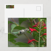 Fütternd Hummingvogel bei roter Krekosmie Postkarte (Vorne/Hinten)