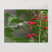 Fütternd Hummingvogel bei roter Krekosmie Postkarte (Vorderseite)