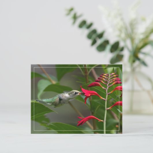 Fütternd Hummingvogel bei roter Krekosmie Postkarte (Stehend Vorderseite)
