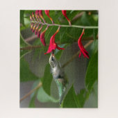 Fütternd Hummingvogel bei roter Krekosmie Puzzle (Vertikal)