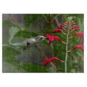 Fütternd Hummingvogel bei roter Krekosmie Schneidebrett (Vorderseite)