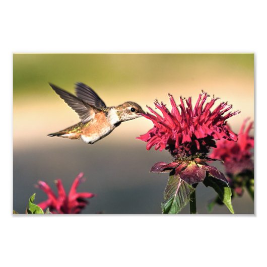 Fütternd Hummingvogel-Blume Fotodruck (Vorne)
