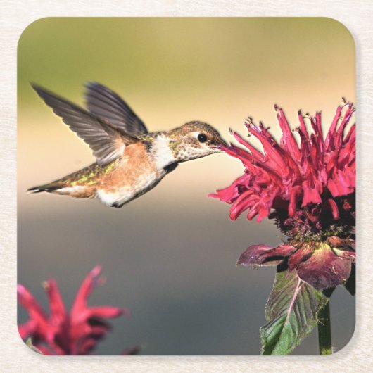 Fütternd Hummingvogel-Blume Rechteckiger Pappuntersetzer (Vorderseite)