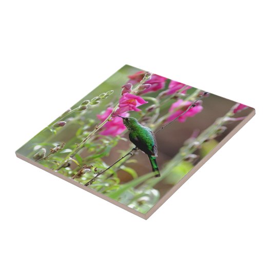 Fütternd Hummingvogel Fliese (Seite)